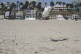 Seagull Takes Off
