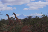 Tsavo West - Giraffes and Kilimanjaro