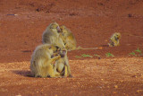 Tsavo West, yellow baboons
