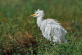 Cattle Egret - אנפית בקר