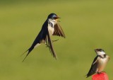 White-throated Swallow 