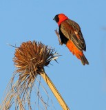 Southern Red Bishop