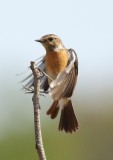 African Stonechat F