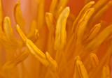 IMG_1998 copys.jpg