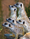 Meercats