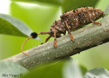 Alien Beatle