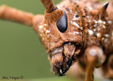 Cerambicidae Beetle 3