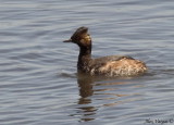 Eared Grebe - breeding plumage