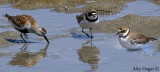 Dunlin + Semipalmated Plover