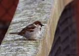 House Sparrow