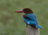 White-throated Kingfisher -- 2009 - back view