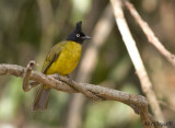 Black-crested Bulbul -- 2009 - 2