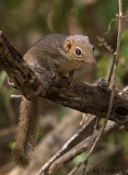 Pygmy Treeshrew