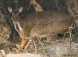 Lesser Oriental Chevrotain