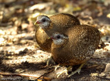 Scaly-breasted Partridge - pair -- 2009