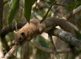 Beautiful Squirrel