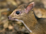 Chervrotain - juvenile - portrait