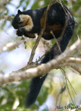 Black Giant Squirrel