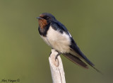 Barn Swallow -- sp 36