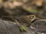 Puff-throated Babbler -- sp 35