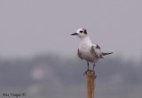 White-winged Tern -- sp 181