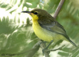 Olive-backed Sunbird - juvenile