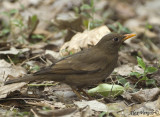 Grey-winged Blackbird - female -- sp 210