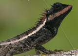 Forest Crested Lizard (Calotes emma) - profile