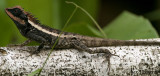 Forest Crested Lizard (Calotes emma)