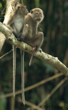 Long-tailed Macaque - Family