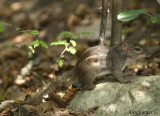 Indo-Chinese Ground-Squirrel
