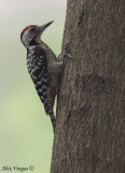 Fulvous-breasted Woodpecker - male -- sp 224