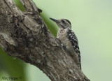 Fulvous-breasted Woodpecker - female -- sp 224