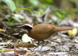 Malaysian Rail-Babbler -- sp 225