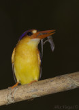 Black-backed Kingfisher  -- 2009 - front view