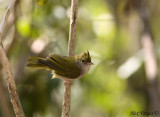 White-bellied Yuhina -- alert