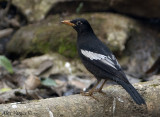 Grey-winged Blackbird- male  -- sp 210