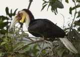 Wreathed Hornbill -- sp 232