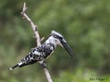 Pied Kingfisher -- 2009 - 3