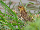 Asian Golden Weaver -- female - 2010