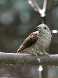 Banded Bay Cuckoo - 2009 - alert