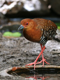 Red-legged Crake - 2009