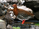 Red-legged Crake - 2009 - bath