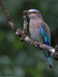 Indian Roller -- 115