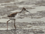 Black-winged Stilt - chick -- sp 151