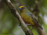 Olive-backed Euphonia 2010 - male