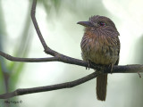 White-whiskered Puffbird - female