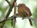 White-whiskered Puffbird - male