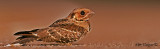 Large-tailed Nightjar - 2010 - 2