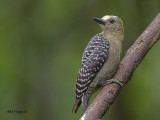 Hoffmanns Woodpecker 2010 - female